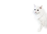 Fototapeta Tulipany - White fluffy cat peek out from right side on white background