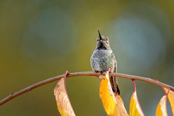 Wall Mural - Closeup shot of a small hummingbird perched on a thin branch with dried leaves in daylight