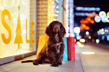 Brown Spaniel Puppy Against Sale Display Of Shop