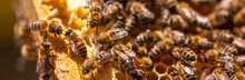 Queen Bee In The Hive. Beautiful Honeycombs With Bees Close-up. A Swarm Of Bees Crawls Through The Honeycombs, Collecting Honey. Beekeeping, Healthy Food.