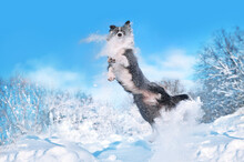 Border Collie Jumping At The Snowy Winter Forest