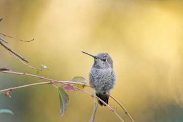 Sticker - Closeup view of a small hummingbird perched on a thin tree branch in daylight