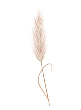 Pampas Grass Branch. Dry Feathery Head Plume, Used In Flower Arrangements, Ornamental Displays, Interior Decoration, Fabric Print, Wallpaper, Wedding Card. Golden Ornament Element In Boho Style