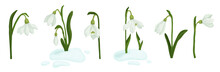 Set Of Spring Flowers And Snowdrop Buds On Melting Snow.Vector Graphics.
