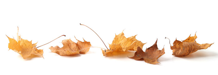 Wall Mural - Dry maple tree leaves isolated on white background. Set of brown autumn leaves.