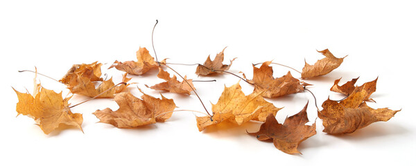 Wall Mural - Dry maple tree leaves isolated on white background. Set of brown autumn leaves.