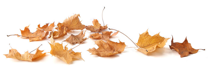 Wall Mural - Dry maple tree leaves isolated on white background. Set of brown autumn leaves.