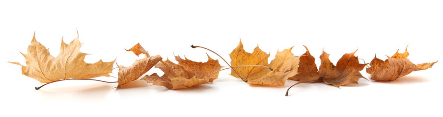 Wall Mural - Dry maple tree leaves isolated on white background. Set of brown autumn leaves.