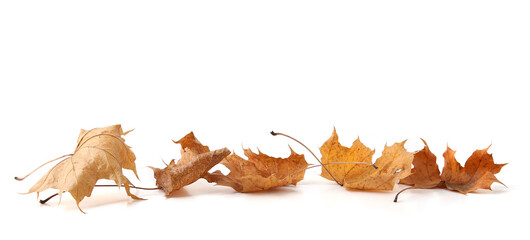 Wall Mural - Dry maple tree leaves isolated on white background. Set of brown autumn leaves.