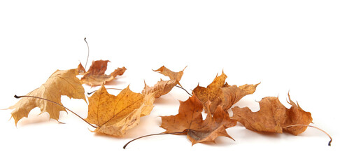 Wall Mural - Dry maple tree leaves isolated on white background. Set of brown autumn leaves.