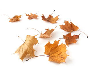 Wall Mural - Dry maple tree leaves isolated on white background. Set of brown autumn leaves.