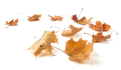 Wall Mural - Dry maple tree leaves isolated on white background. Set of brown autumn leaves.