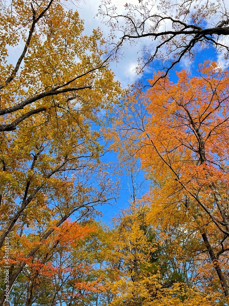 Low-angle shot of trees in the forest with yellow leaves under a blue ...