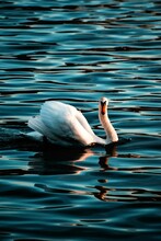 Vertical Shot Of A Swan Swimming In The Ohrid Lake