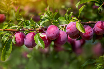 Wall Mural - Ripe plum fruits on a branch with leaves in the garden in backlight. Selective focus.