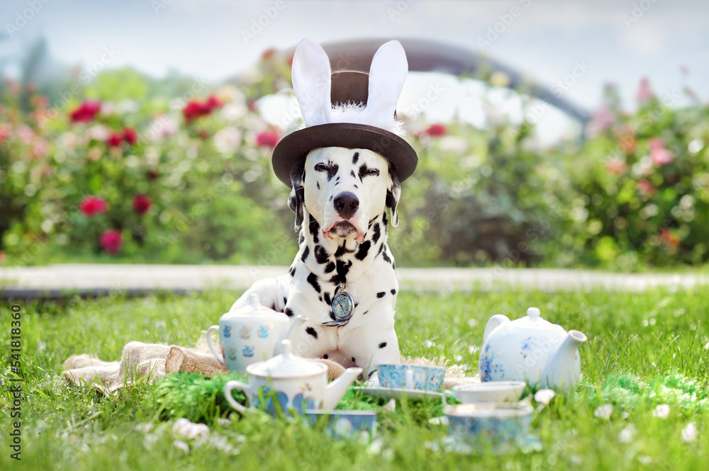 Dalmatian dog in masquerade rabbit costume at the tea party cosplay ...