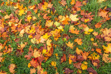 Sticker - Closeup of maple tree leaves fallen to the ground in dewy fresh green grass. The photo was taken early in the morning in the autumn season.