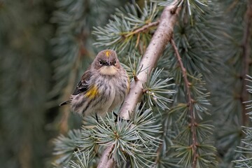 Canvas Print - Closeup shot of the siskin bird perched on a pine tree branch