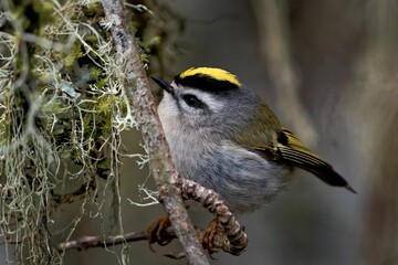 Poster - Closeup shot of a Goldcrest (Regulus regulus) resting on a tree branch on the blurred background