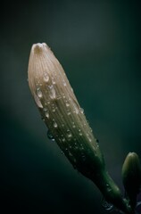 Sticker - Vertical shot of rain water on flower petals