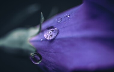 Sticker - Closeup shot of rain water on flower petals