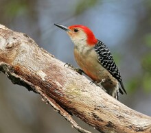 Closeup Of A Red Bellied Woodpecker On A Branch  (Melanerpes Carolinus)