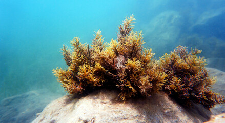 Wall Mural - Cystoseira baccata is a species of brown seaweed in the family Fucaceae.