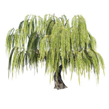 Front View Of Plant (Salix Babylonica Weeping Willow 1) Tree Png