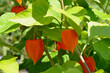 © PaulSat - Alkekengi officinarum, the bladder cherry, Chinese lantern, Japanese-lantern, strawberry groundcherry or winter cherry