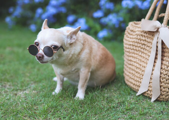 brown chihuahua dog wearing sunglasses  sitting  with straw bag on  green grass in the garden, ready to travel. Safe travel with animals.