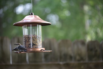 Wall Mural - feeder in the garden