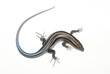Five lined skink (Plestiodon fasciatus) on a white background.  Individual from South Carolina. 