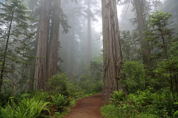 The trail in Lady Bird Johnson Grove - Redwood National Park, California