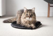 Tabby Cat Sitting On Bag While Looking At Camera. Cute Fluffy Cat Lying On Something On The Floor. Concept For Why Cats Lie On Everything Or Sit On Things.  16 Years Old Senior Cat. Selective Focus.