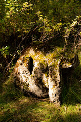 Wall Mural - Golden Dappled sunlight hits the fall leaves and moss-covered tree logs. 