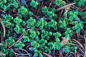 Wall Mural - Close up on green succulent plants growing under the shade of a tree.  With brown pine needles carpeting the ground. 