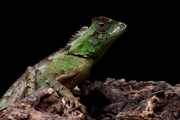 Wall Mural - gonocephalus kuhlii lizard closeup on wood, closeup head of gonocephalus kuhlii lizard