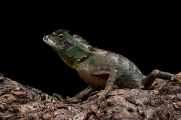 Wall Mural - gonocephalus kuhlii lizard closeup on wood, closeup head of gonocephalus kuhlii lizard