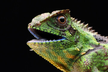 Wall Mural - gonocephalus kuhlii lizard closeup head, closeup head of gonocephalus kuhlii lizard