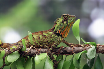 Wall Mural - gonocephalus kuhlii lizard closeup on wood, closeup head of gonocephalus kuhlii lizard