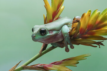 Wall Mural - Dumpy frog 