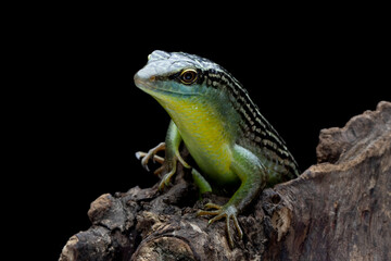 Wall Mural - Olive Dasia Tree Skink lizard closeup on wood with isolated background