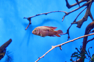 Wall Mural - Hemi chromis-the handsome Hemichromis bimaculatus is an aquarium fish of the Cichlid family in blue water