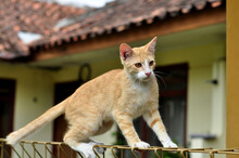The Yellow And White Domestic Cat Is Playing On The Fence