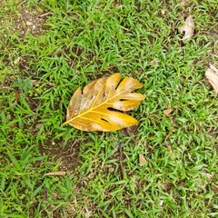 Autumn leaf on grass