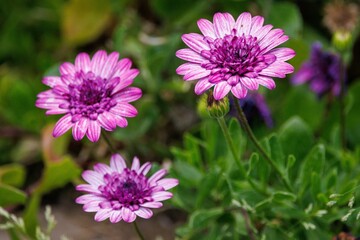 Sticker - Beautiful Cape marguerite flowers on blurred background