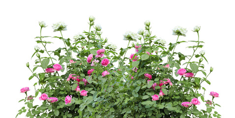 rose isolated on white background. This has clipping path