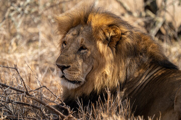 Wall Mural - Close-up of male lion lying on grass