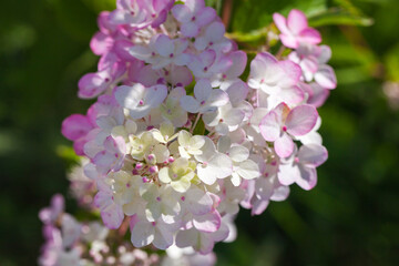 Fotomurales - Hydrangea in bloom, pink white flowers