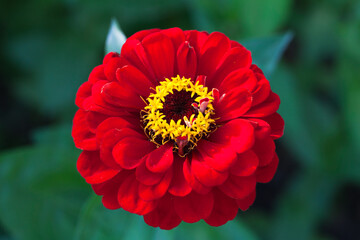 Fotomurales - Red zinnia flower, natural macro photo